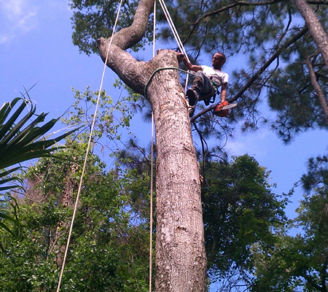 Above All Else Tree Service - Kingsland, GA