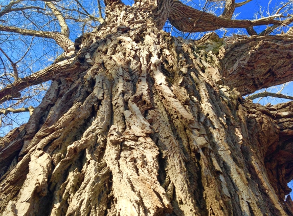 Ahlum & Arbor Tree Preservation - Columbus, OH. Big cotton wood!!