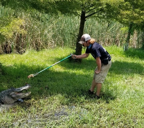 Crocodile Encounter - Angleton, TX