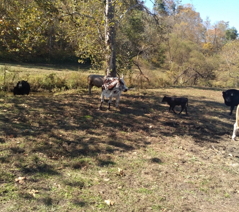 White Oak Pumpkin Patch - West Liberty, KY