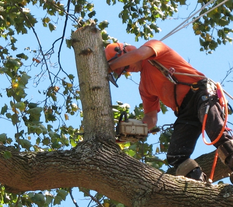 Chop Chop Tree - Olathe, KS