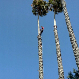 achilles tree care. Palm clean up