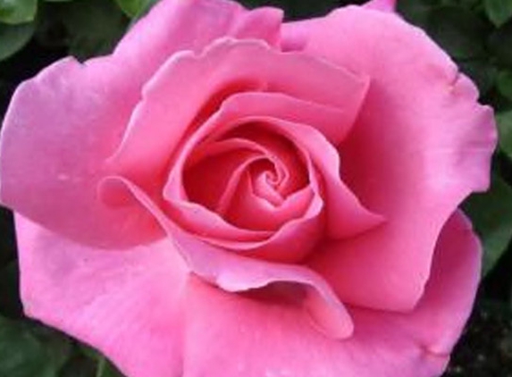 Mittagong Garden Centre - Mittagong, NSW