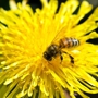 BeeSafe Pest Control