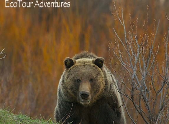 Jackson Hole Eco Tour Adventures - Jackson, WY