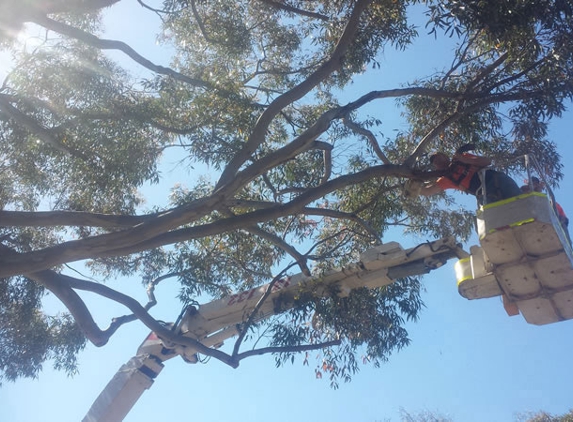 Blackwood Tree Service
