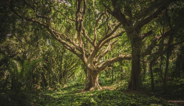 All Tree Services Aust. - Andergrove, QLD
