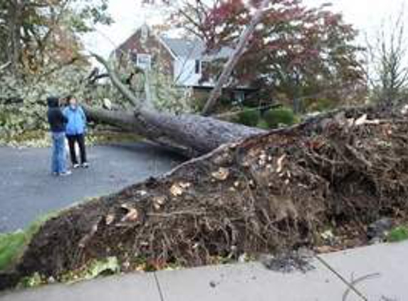 Avery Tree Service - Decatur, GA