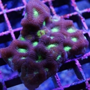 Elite Reef - Pet Stores