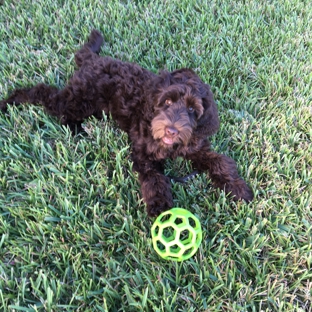 Sunrise Australian Labradoodle - Anthony, FL