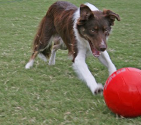 Soccer Dogs - Ocala, FL