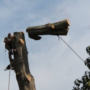 Pitts tree service - Tree Service