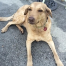 No Place Like Home Pet Sitting, LLC - Pet Sitting & Exercising Services