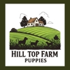 Hill Top Farm Puppies gallery