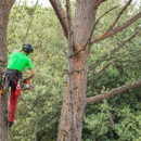 Chuckwood Tree Service - Tree Service