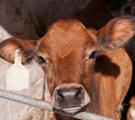 Kermodes Rural & Dairy P/L