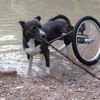 Dwanecart, Dog Wheelchairs gallery
