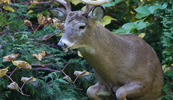 Blair Taxidermy - Tyrone, PA