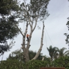 Top Notch Tree Care, Inc. gallery