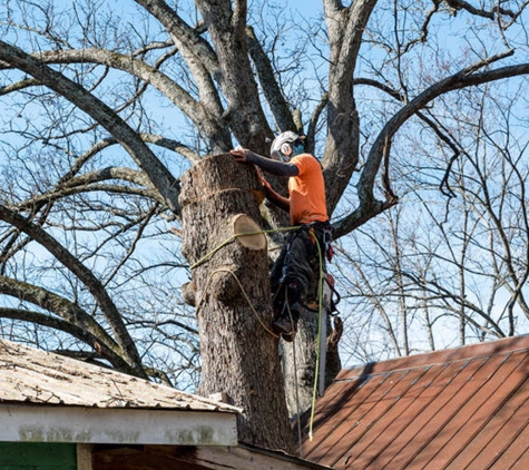 Leo Tree Service