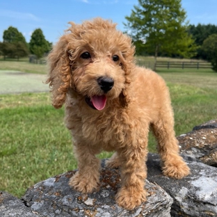 GlenEden Labradoodles - Berryville, VA