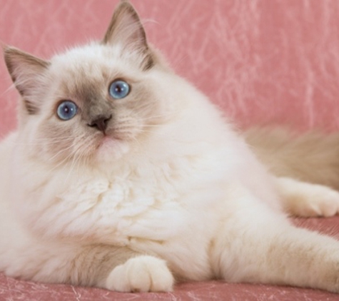 Dawnsdarlingragdolls.Com - Newton, KS