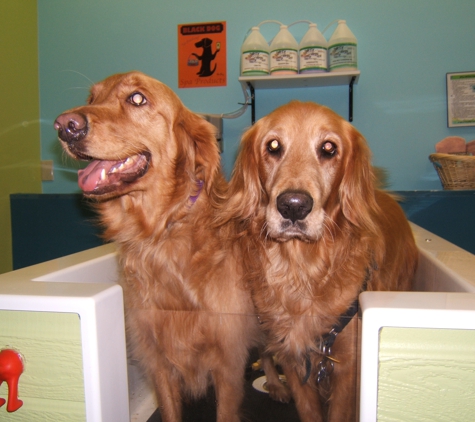 Dirty Dogs Spa and Boutique - Wake Forest, NC