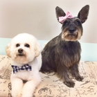 Bark Avenue Pet Spa & Boutique