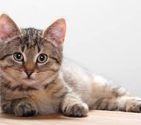 Border Veterinary Surgery Goondiwindi - Goondiwindi, QLD