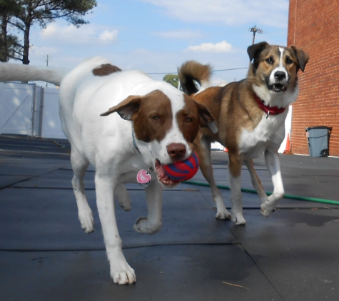 Bark Avenue Pet Resort - Smyrna, GA