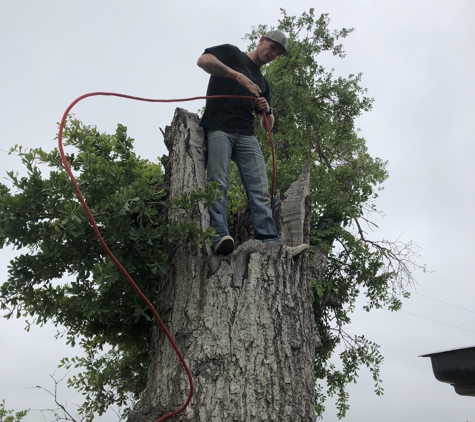 Texas Tree Transformations LLC - Dallas, TX