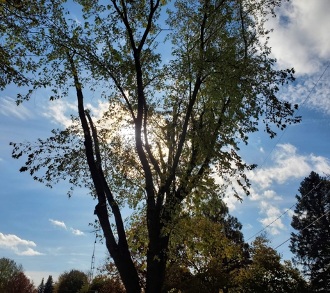 Backwoods Tree Service - Montrose, MI