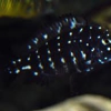 Pet Fish Matrix gallery