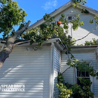 Spear Bro’s Tree Service - Bristol, CT