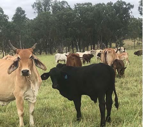 Eidsvold Livestock and Property - Eidsvold, QLD