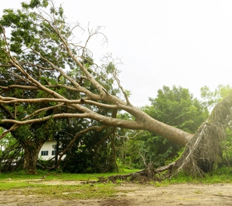 Shier's Family Tree Care