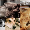 Peaceful Passing Hospice and In-Home Pet Euthanasia - Animal Health Products
