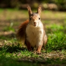 BearMax Pest Control Inc. - Pest Control Equipment & Supplies