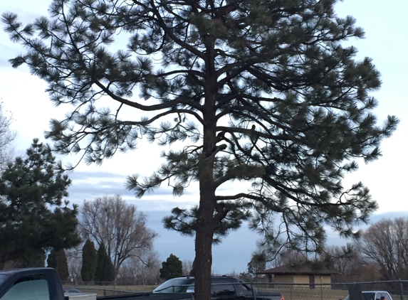 Abe's Tree Service - Colorado Springs, CO