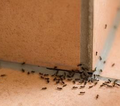 Ecola Termite & Pest Management - Santa Maria, CA