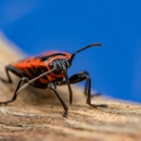 Western Slope Pest Control - Pest Control Equipment & Supplies