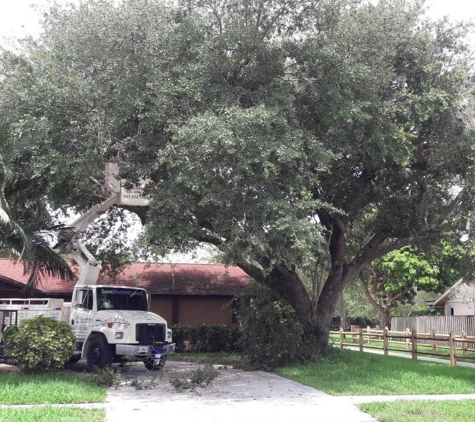 SaveMore Tree Service Inc - West Palm Beach, FL
