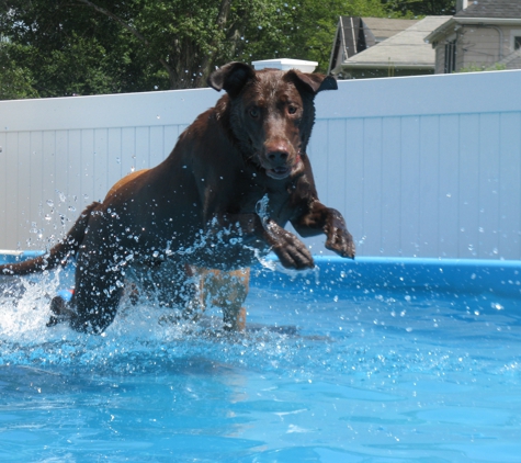 GoodFellas Doggy Daycare - Saugus, MA