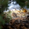 Tried and True Termite & Pest Solutions gallery