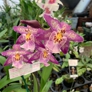 J & L Orchids - Easton, CT