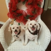 Cloud Nine Pet Resort and Spa gallery