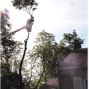 Cincinnati Tree Care - Stump Removal & Grinding