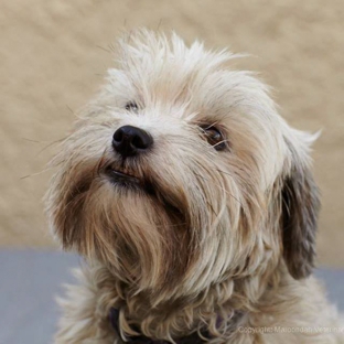Maroondah Veterinary Clinic - Croydon, VIC