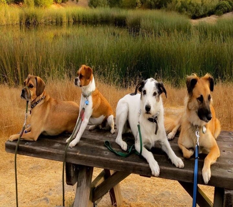 Dune Dogs K9 Training - Hart, MI