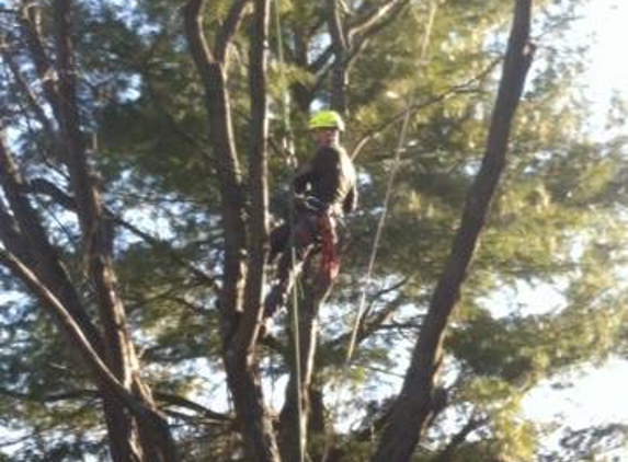 Dave's Tree Service